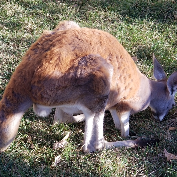 Meet your Posher, JG💫💕 - Picture 3 of 4